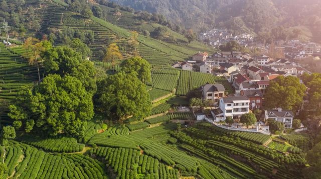 Meijiawu-Tea-Plantation